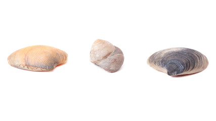 set of seashells