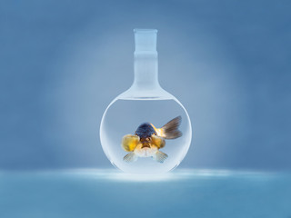 beautiful golden fish on bright blue background