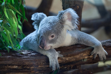 Fototapeta premium Queensland koala (Phascolarctos cinereus adustus).