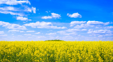 Поле засаженное рапсом. Сырьё для производства...