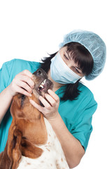 Obraz premium Vet checking a dog