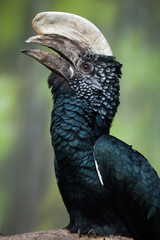 Silvery-cheeked hornbill (Bycanistes brevis).