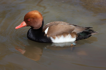 Red-crested pochard (Netta rufina).
