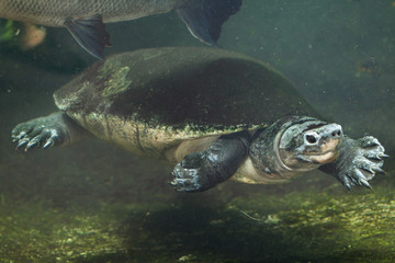 Malaysian giant turtle (Orlitia borneensis).