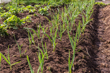 green garlic in the garden