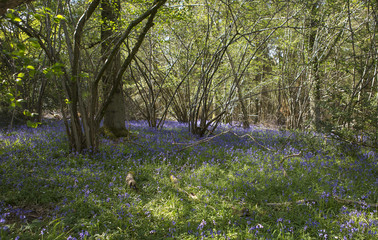 A Bluebell Glade. The glade of bluebells is full of woodland litter including broken branches, twigs and leaves. The blue of the flowers continues on regardless.
