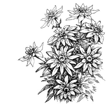 black and white edelweiss flowers drawing clip art preview