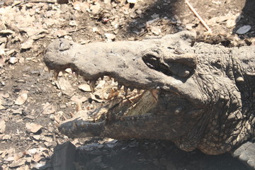 krokodil