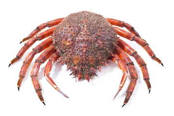 crab isolated on white background