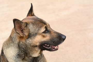Dog on the cement floor