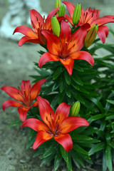 Beautiful Tiger Lily
