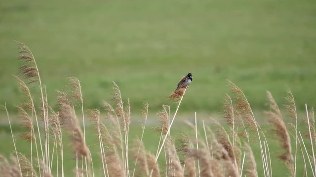 Reed Bunting ( Emberiza schoeniclus ) perched on top of Reeds