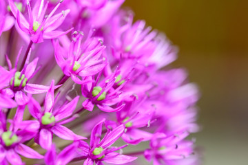 Purple Allium Flowers Close Up