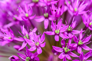 Fototapeta na wymiar Purple Allium Flowers Close Up