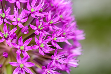 Obraz premium Purple Allium Flowers Close Up
