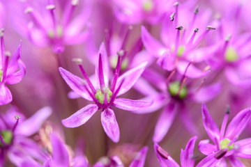 Fototapeta na wymiar Purple Allium Flowers Close Up