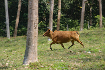 Cow, running through the woods