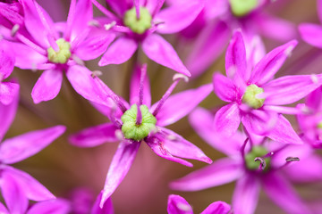 Purple Allium Flowers Close Up