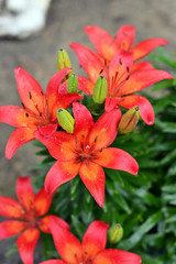 Beautiful Tiger Lily