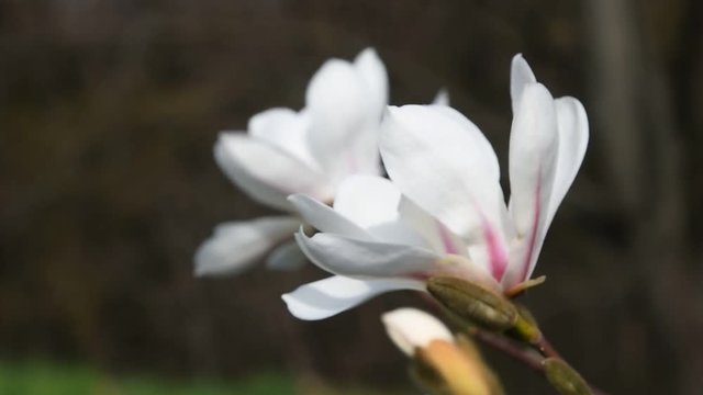 Two white magnolia flowers with new buds tremble in the wind over background green grass and trees, side view, close up, focusing in, Full HD 1080