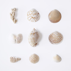 Sea Shells 2