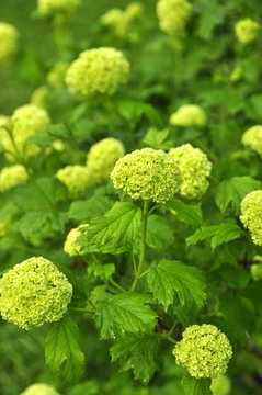 Viorne obier  boule de neige en fleurs 