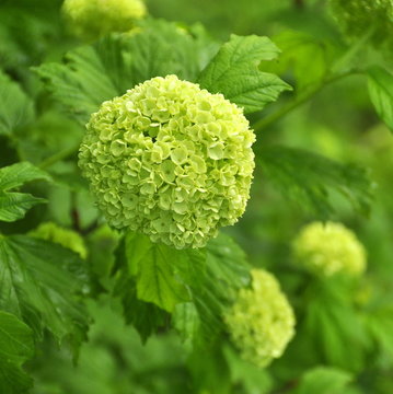 Viorne obier  boule de neige en fleurs 