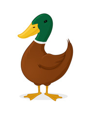 Cartoon duck illustration
