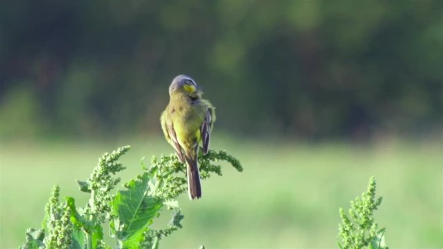 Small yellow wagtail on the spring meadow (Motacilla flava). Full Hd footage.