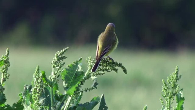 Small yellow wagtail on the spring meadow (Motacilla flava). Full Hd footage.