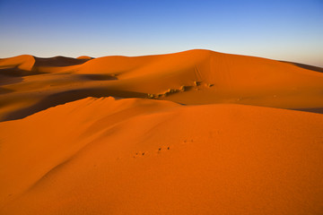 Fototapeta na wymiar Morocco. The dunes of Erg Chebbi early morning. Selective focus on foreground
