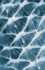 fish scale © mycteria