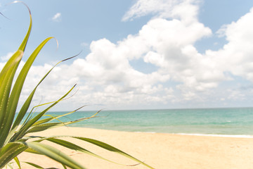 Fototapeta na wymiar beach island with Seashore screwpine on foreground