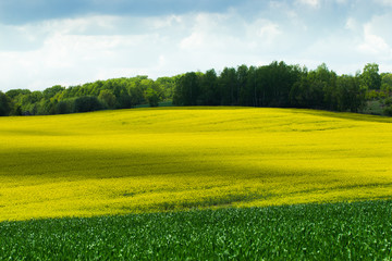 Spring yellow rape field