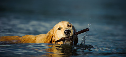 Golden Retriever dog