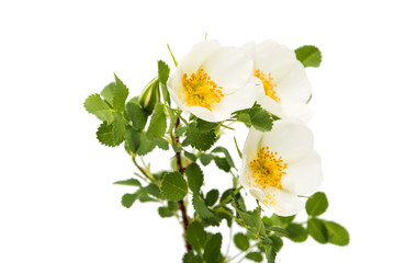 White Dog rose isolated