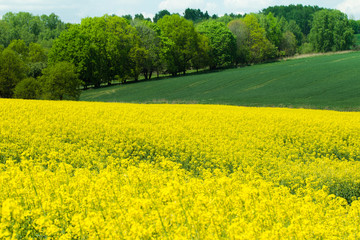 Obraz premium Spring yellow rape field