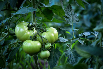 Brush pours green tomatoes