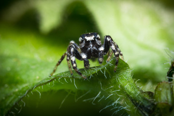 Jumping Spider Macro