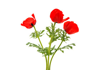Naklejka premium red poppy isolated