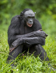 The close up portrait of Bonobo (Pan Paniscus) on the green natural background.