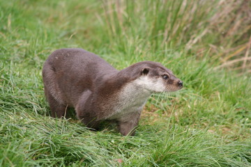 Otter 001