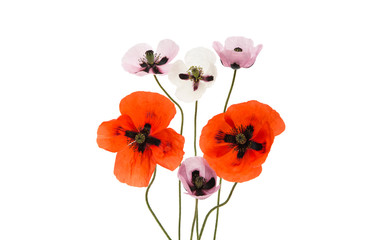 red poppy isolated