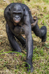 Chimpanzee Bonobo mother with cub