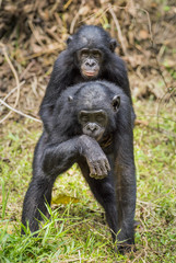 Bonobos (Pan Paniscus) on green natural background.
