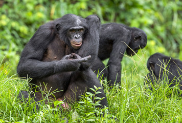 Bonobos (Pan Paniscus) on green natural background.