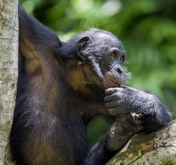 The portrait of  juvenile Bonobo on the tree in natural habitat. Green natural background. The Bonobo ( Pan paniscus), called the pygmy chimpanzee.