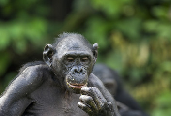 Bonobos (Pan Paniscus) on green natural background.