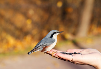 bird on the hand