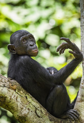 The portrait of  juvenile Bonobo on the tree in natural habitat. Green natural background. The Bonobo ( Pan paniscus)